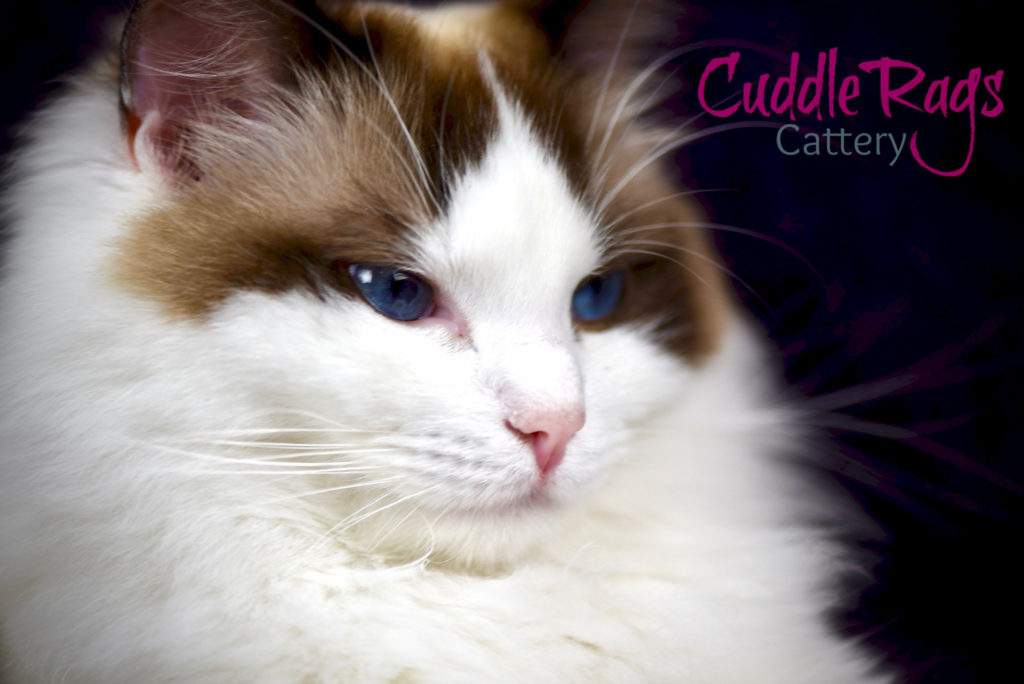 CuddleRags Cleo Fully Traceable Seal Bicolor Ragdoll