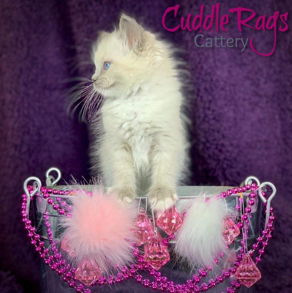 CuddleRags Delilah Blue Mitted Fully Traceable Ragdoll