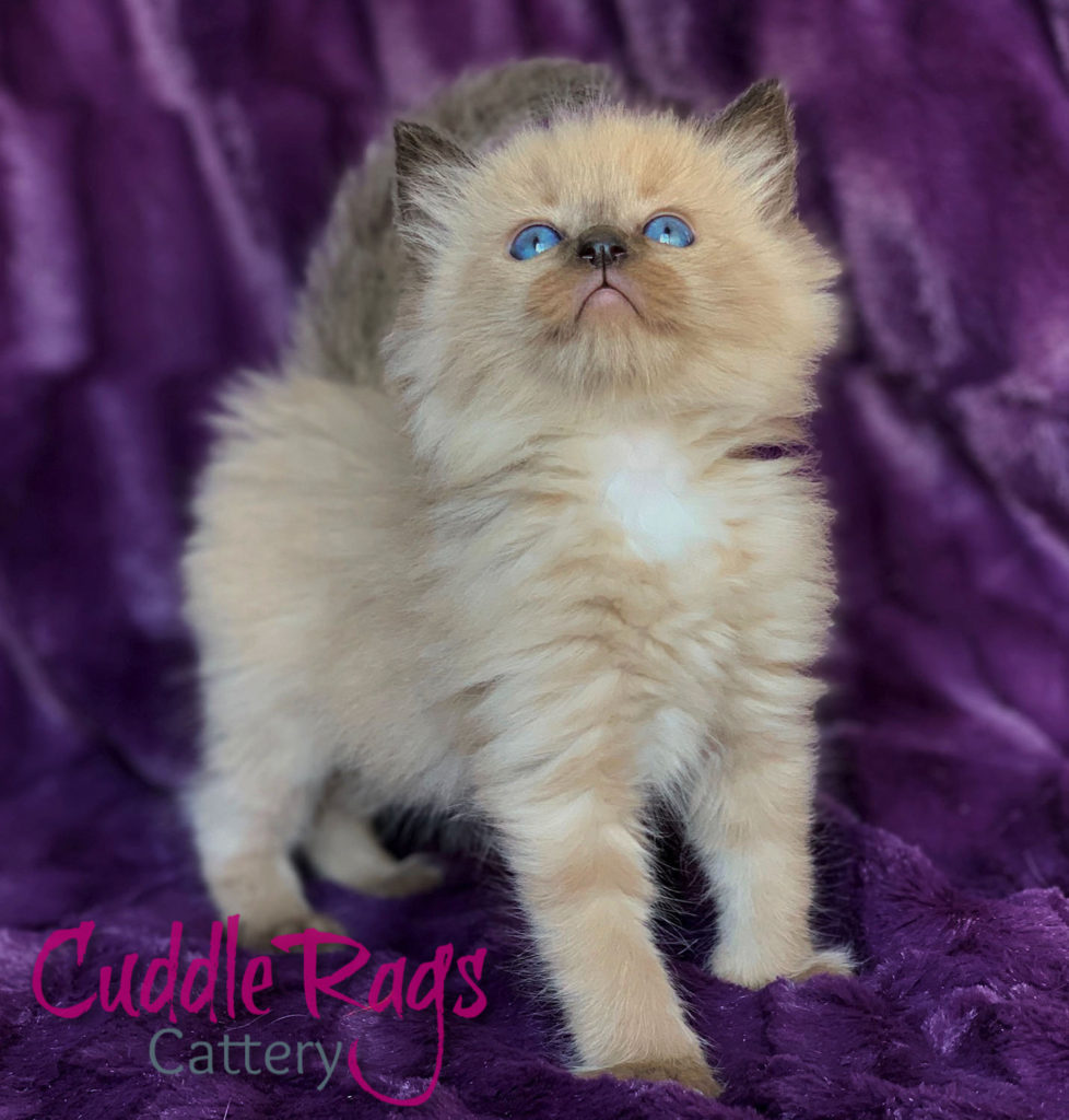 CuddleRags Kahlua Seal Mink Colorpoint