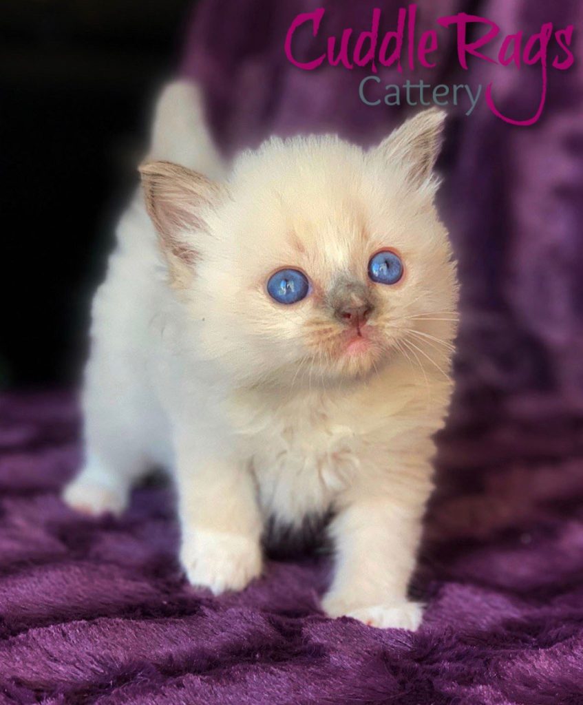 CuddleRags Sage Blue Mitted Male