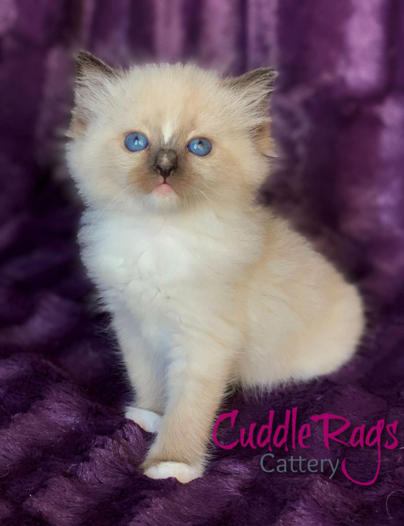 CuddleRags Skyy Seal Mitted Traditional Female