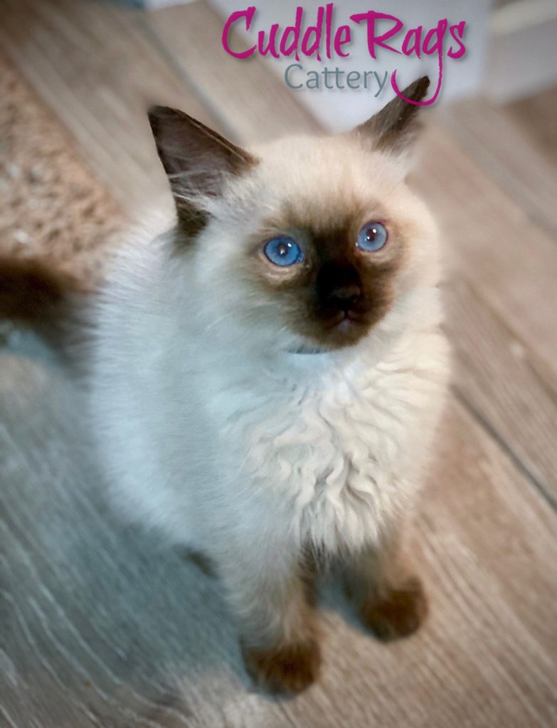 Sherwood Seal Colorpoint Male Ragdoll