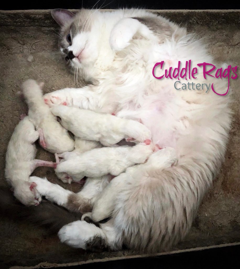 CuddleRags Wisteria Captain Baby Ragdolls Kittens 2019